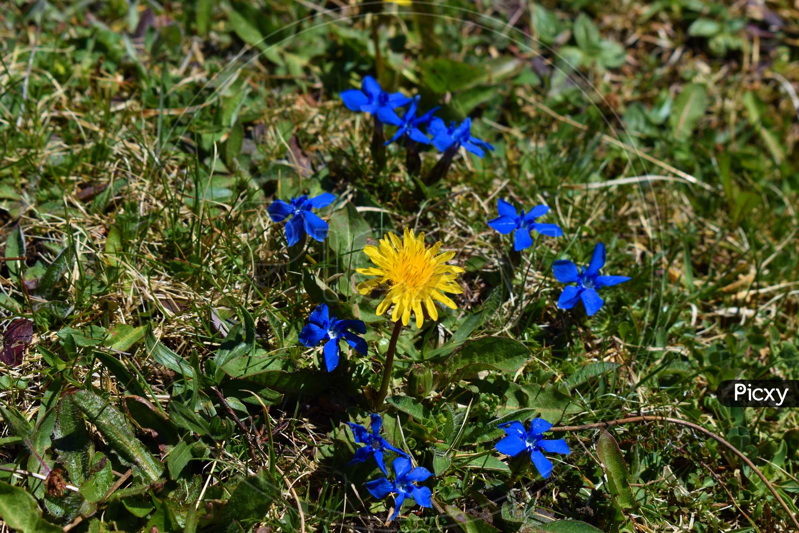 Blue enzian flower on a meadow in Switzerland 7.5.2020