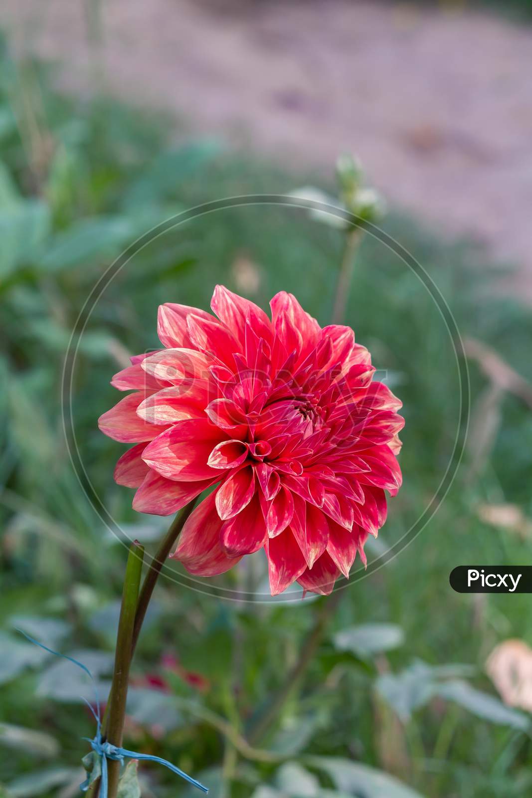 Top Angle View Of Red Daisy Flower In The Park Over Green Blur Garden Background In Vertical Frame