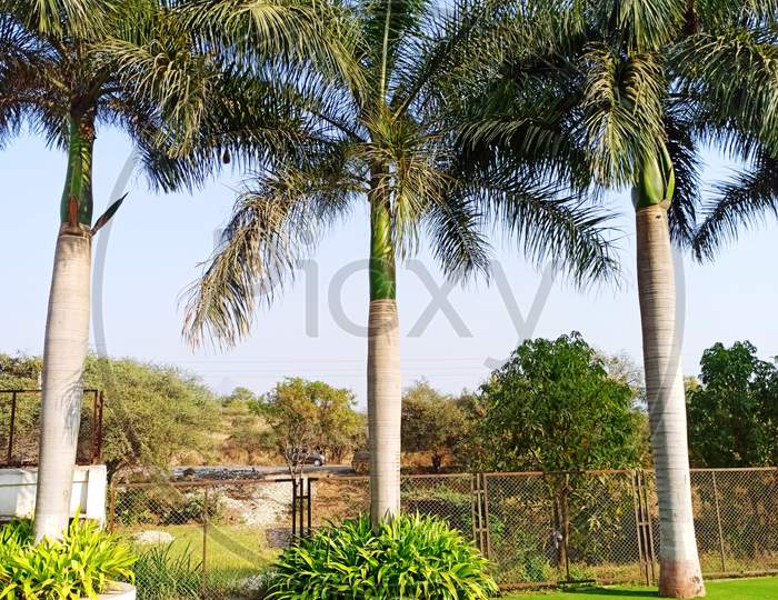 Coconut tree with green grass natural beauty