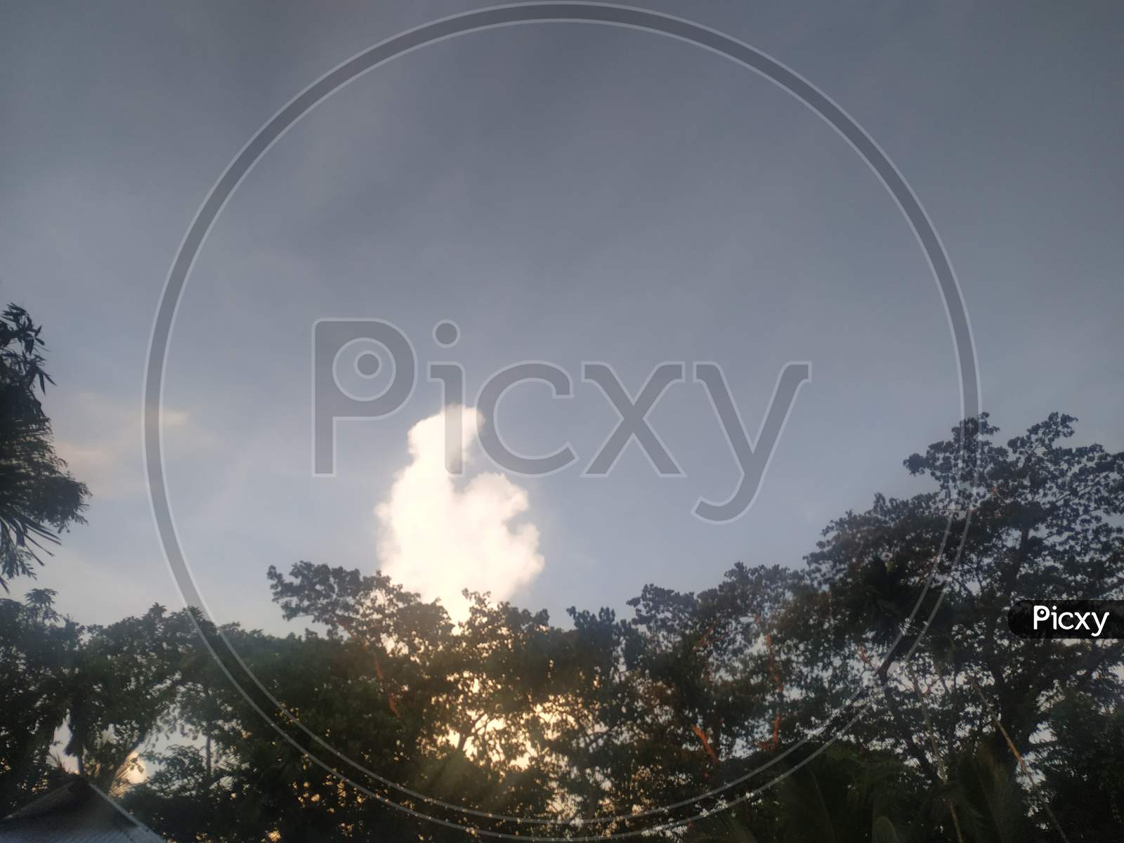 Sky view and green tree landscape background