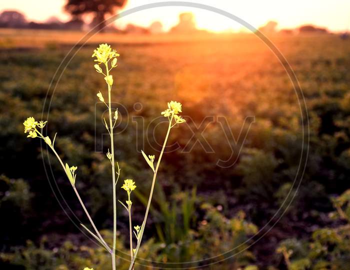 A Mustard Plant Equipped With Rays Of The Sun And Flowers Planted In It, A Beautiful View Of The Sunset In The Fields