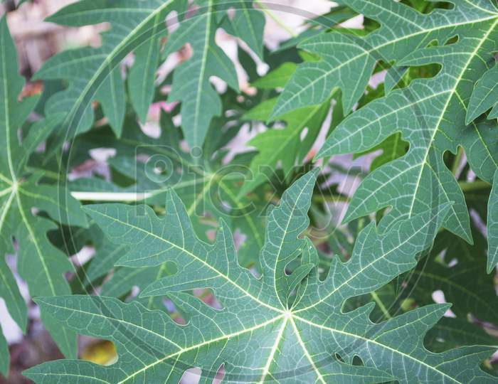 Close Up Of Papaya Leaves That Are Textured