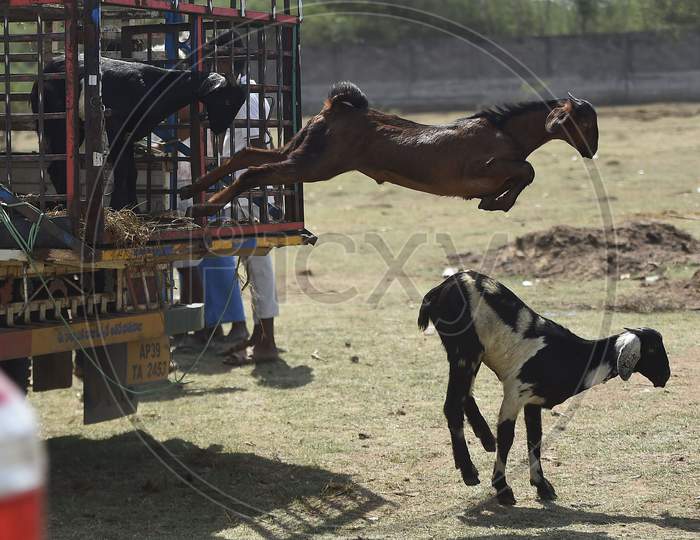 A Goat Jumps Out Of The Truck At A Livestock Market Ahead Of Eid Al- Adha, July 31, 2020 In Chennai