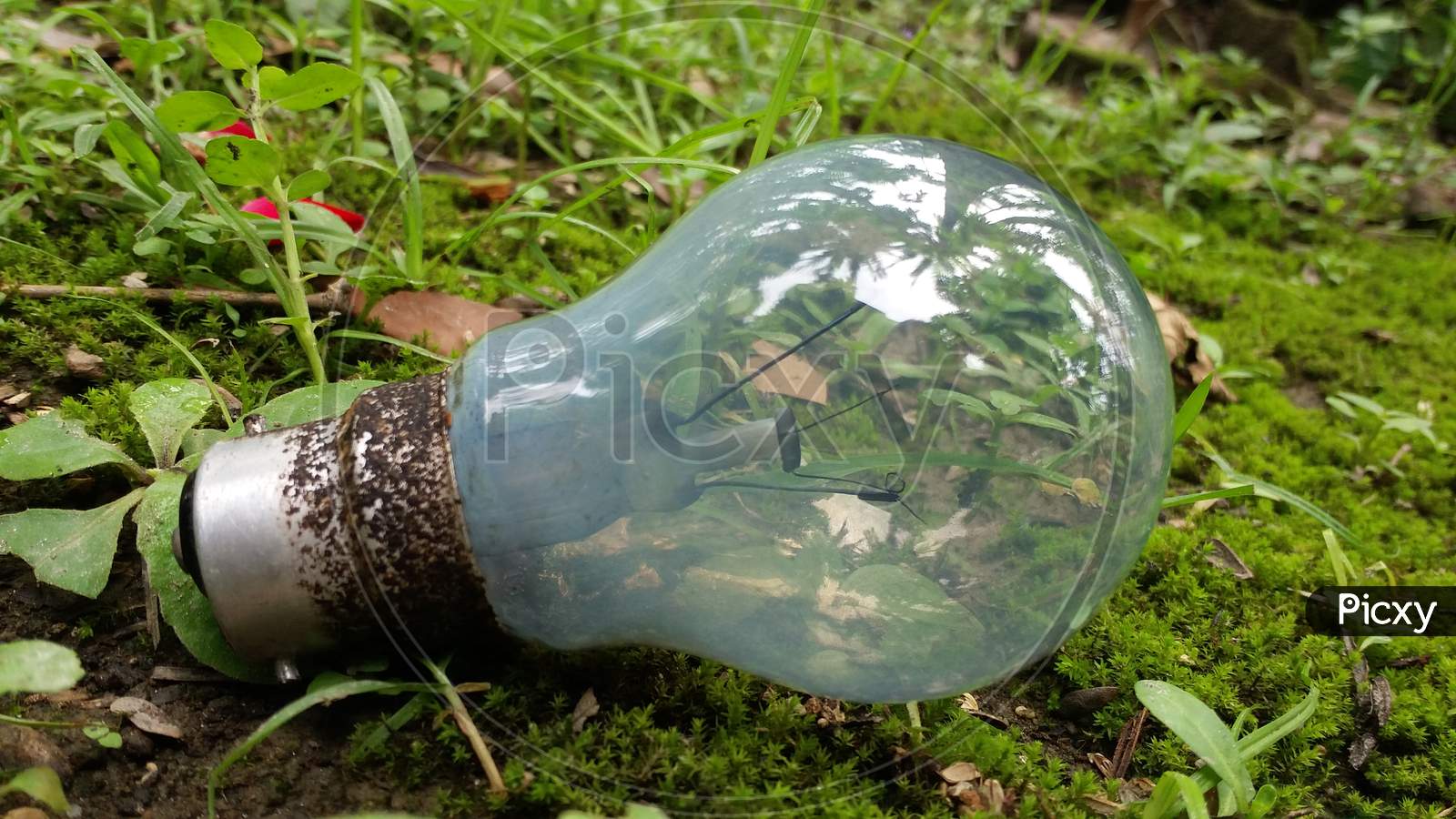 Light bulb in grass