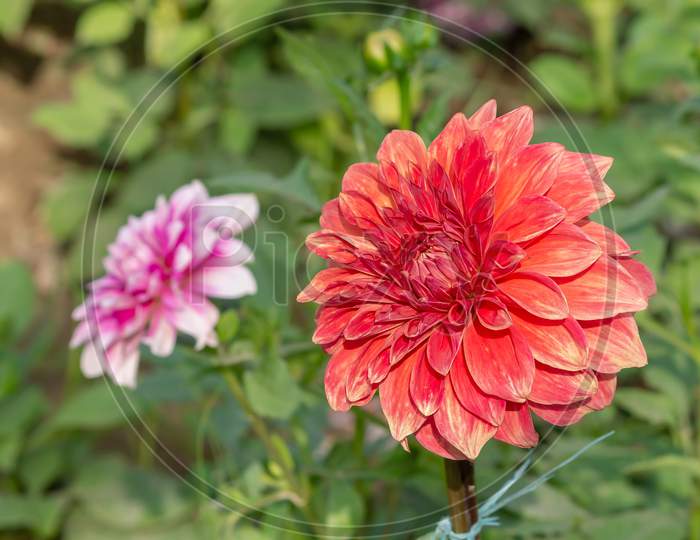 View Of Two Different Color Daisy Flower In The Park In Horizontal Frame