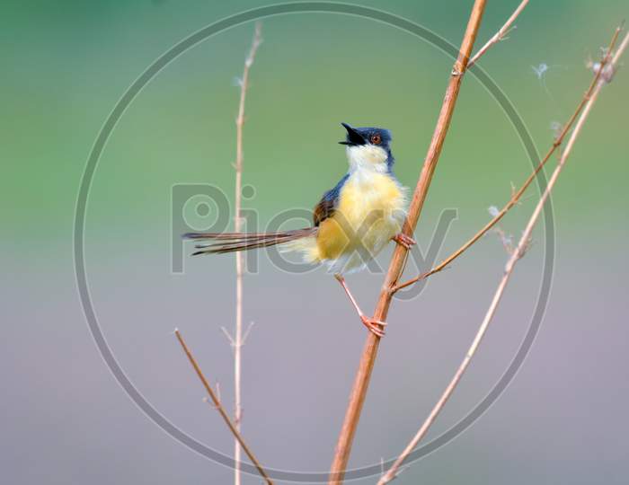 Ashy Prinia Perched On A Dry Branch And Singing