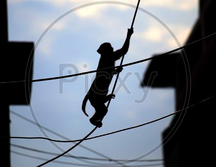 A Monkey Crosses A Street Using Over-Head Power Lines In Ajmer, On August 1, 2020.