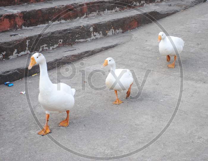 Ducks walking