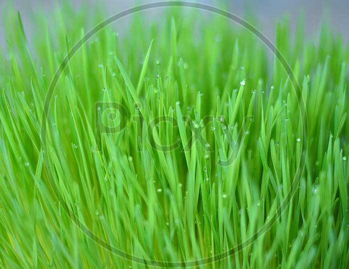 Grass  Becgraund