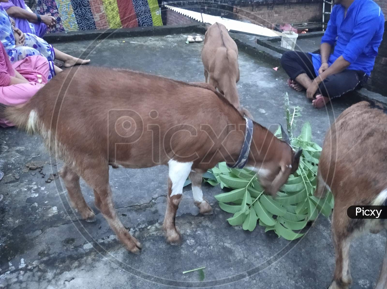 Brown goat eating green leafs