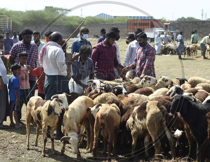 A Buyer Selects His Sacrificial Animal At A Livestock Market Ahead Of Eid Al- Adha,  in Chennai July 31, 2020