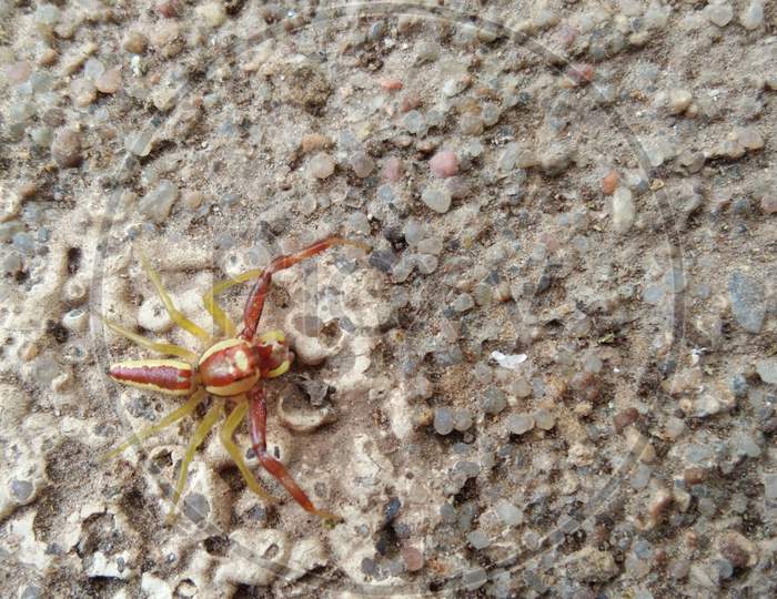 Red spider on the ground