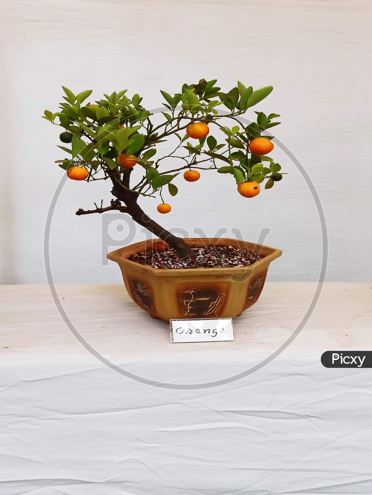 Bonsai tree of orange fruit
