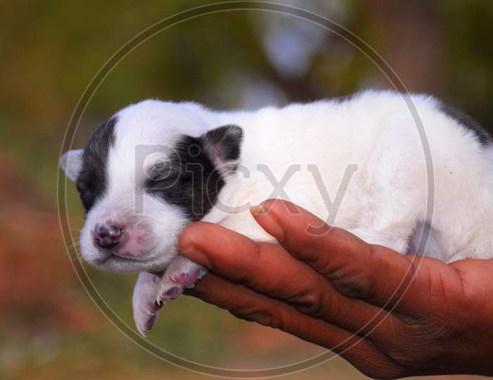 The Dog'S Newborn Puppy Is Resting On The Man'S Hand