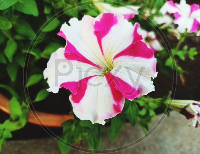 Pink and white flower with green background