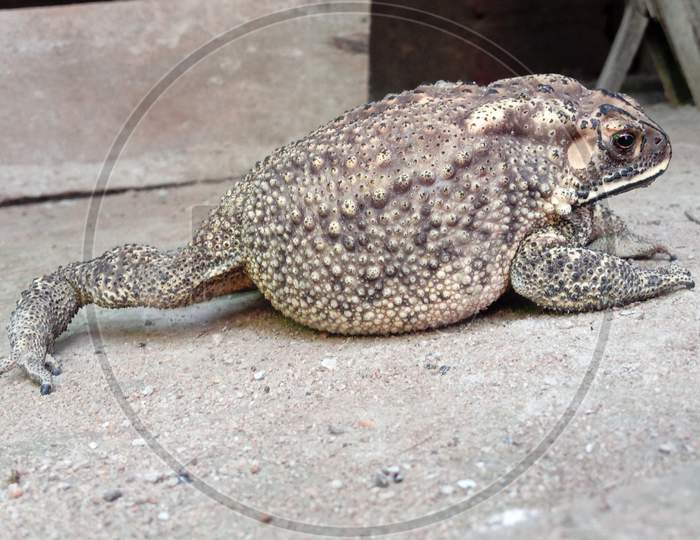 A lezy male frog