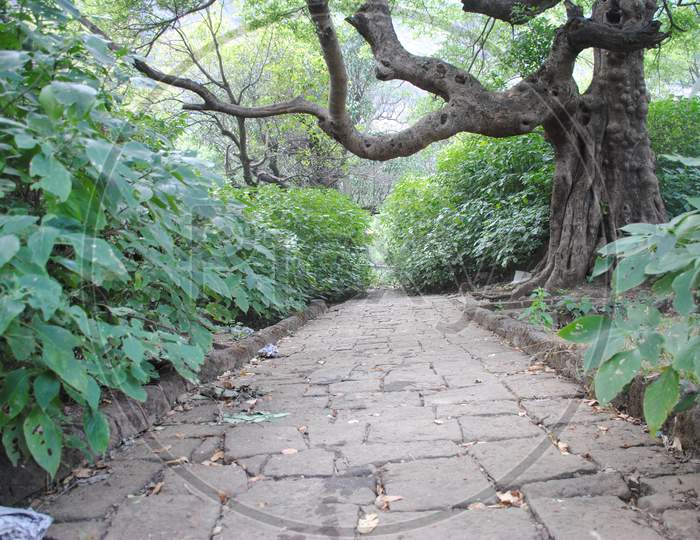Peaceful path in the forest , sanctuary area