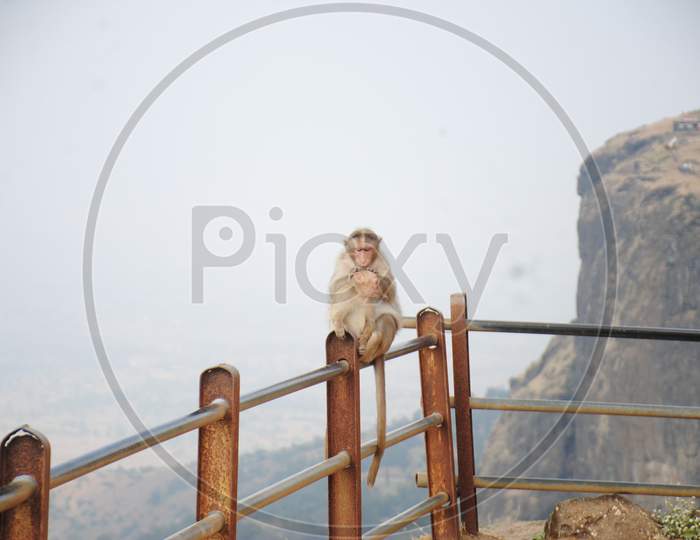 Monkey sitting on the pole
