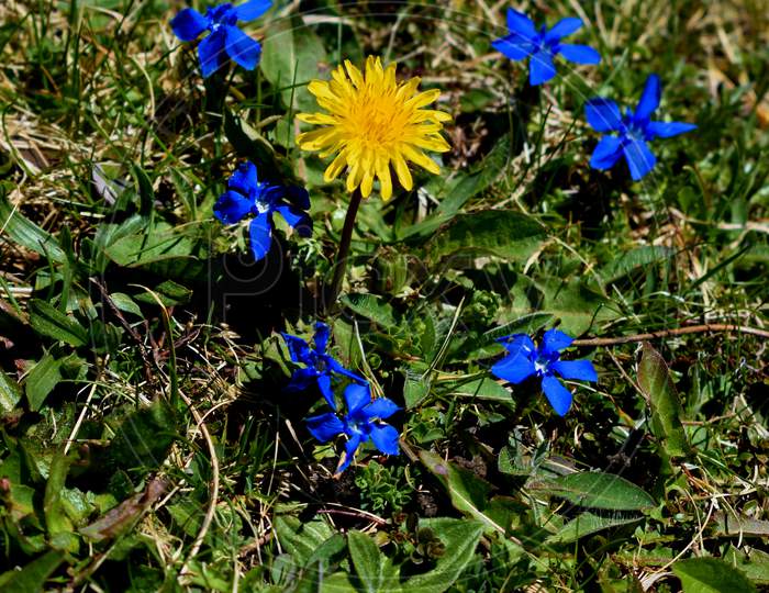 Blue enzian flower on a meadow in Switzerland 7.5.2020