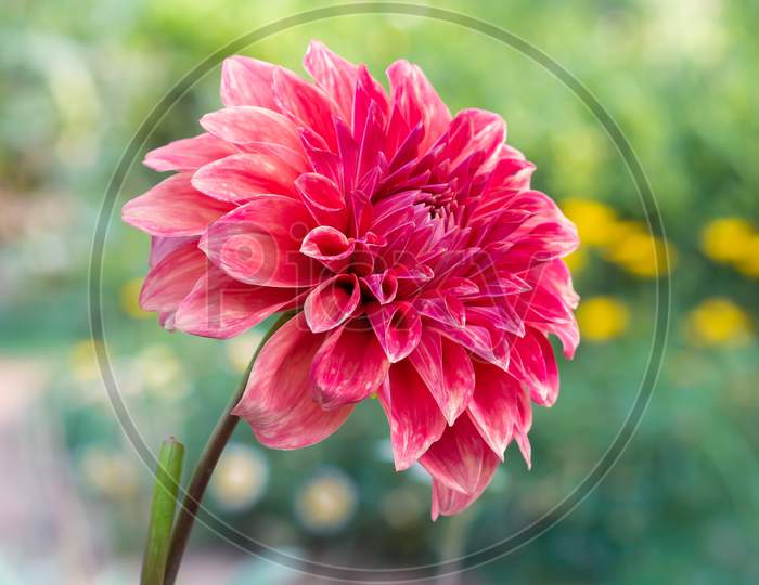 View Of Red Daisy Flower In The Park Over Green Blur Garden Background In Horizontal Frame