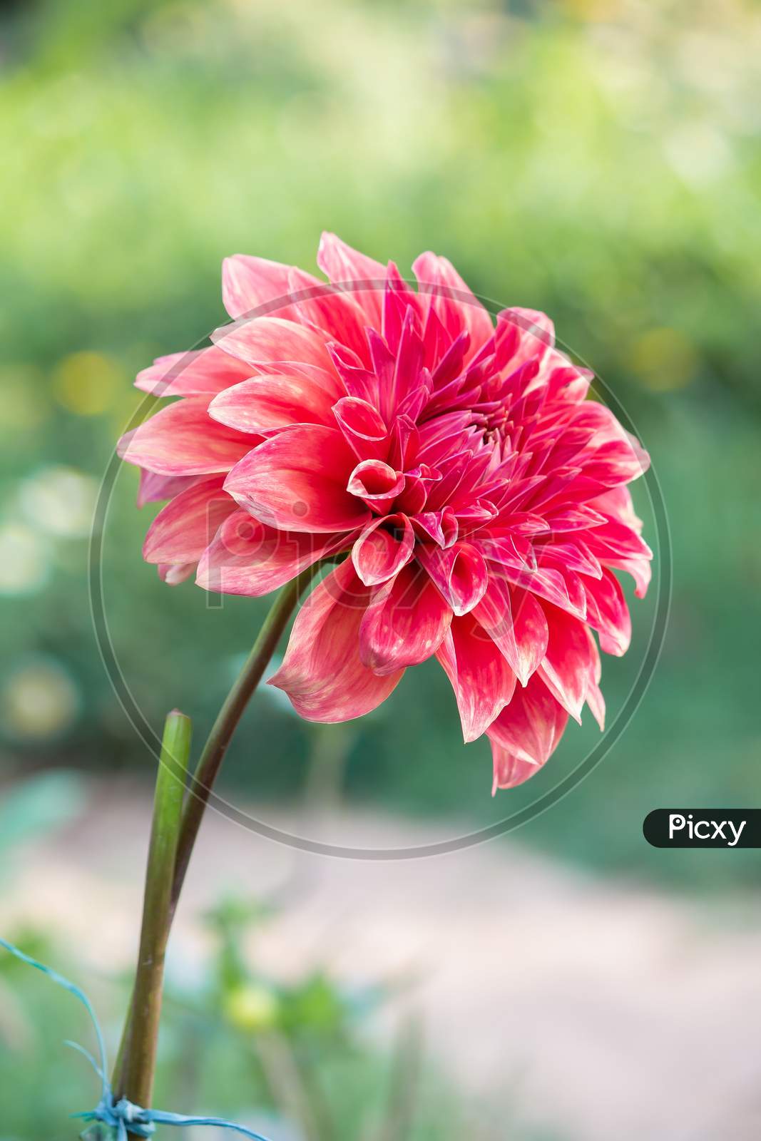 View Of Red Daisy Flower In The Park Over Green Blur Garden Background In Vertical Frame