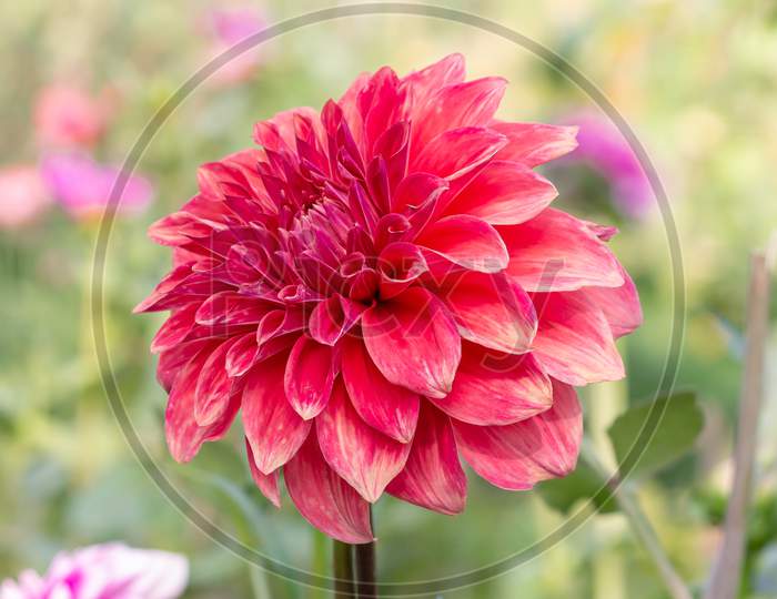 Close Up View Of Red Daisy Flower Facing Towards Left In The Park On Garden Blur Background In Horizontal Frame
