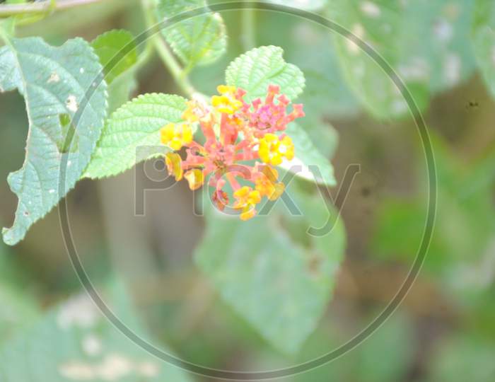 Flowering plant macro photography