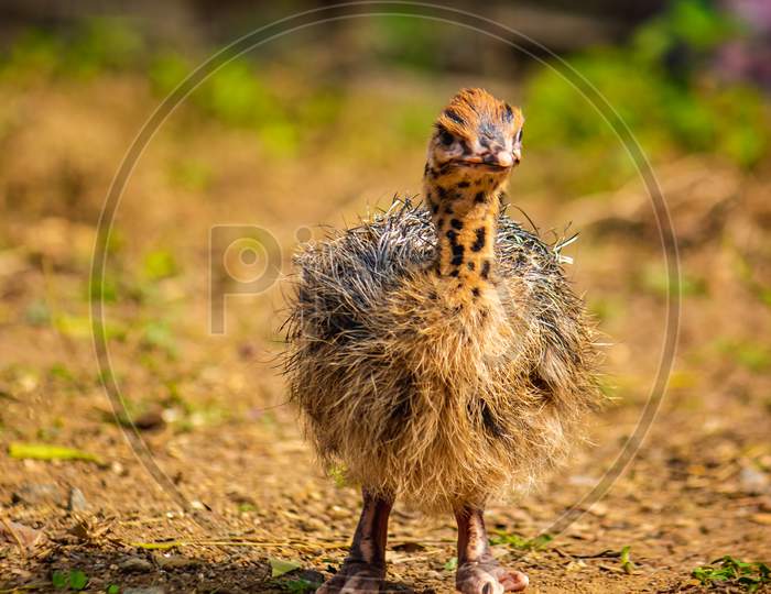 Baby Ostrich portrait .Solo baby ostrich stand on forest .World larges bird ostrich .Baby ostrich portrait close up