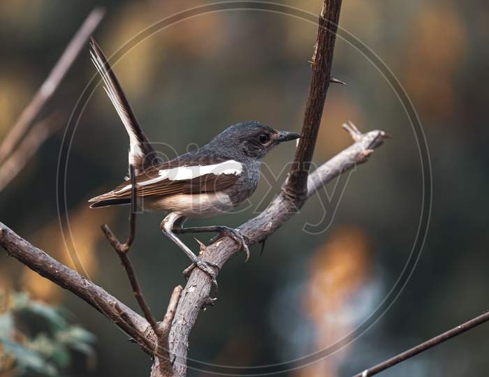 Magpie sitting on a leafless tree
