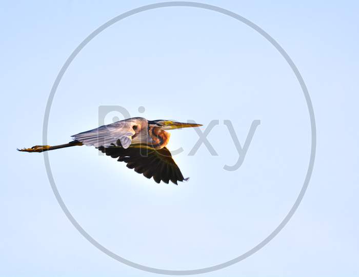 Purple Heron Flying High With Open Wings