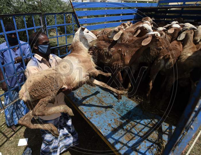 A trader puts his Sacrificial Animals onto a truck At A Livestock Market Ahead Of Eid Al- Adha, July 31, 2020 in Chennai