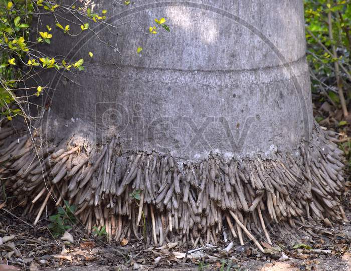 The Stem And Roots Of The Coconut Tree Are Like Thick Threads