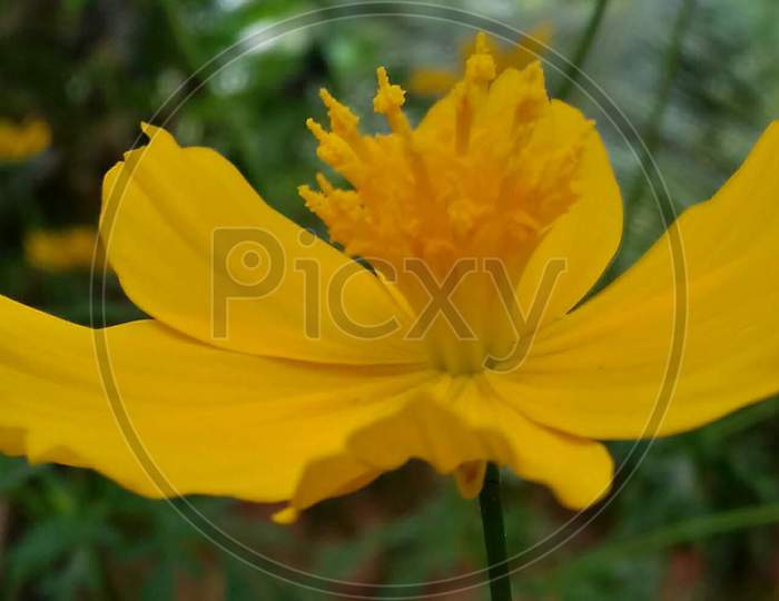 Yellow Cosmos flower closeup