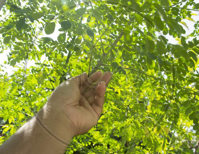 Moringa Tree That Have Dense Stalks And Leaves Are Picked