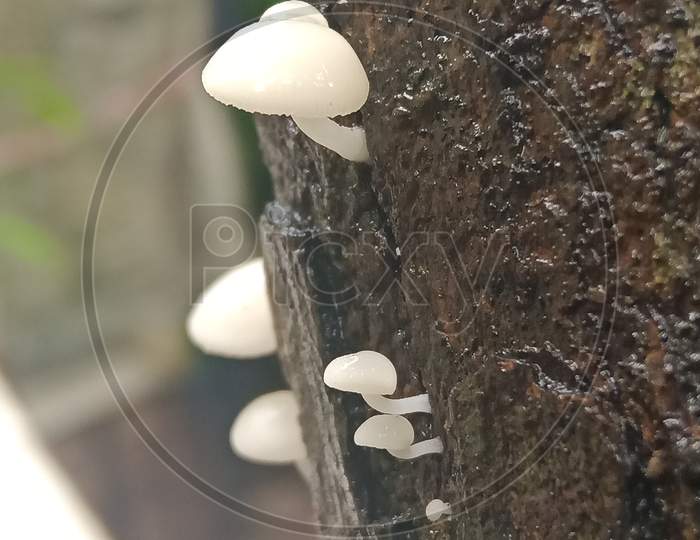 Mushroom family