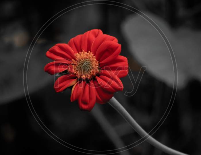 Red Zinnia flower in black background