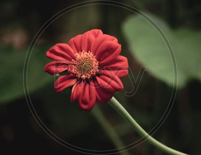 Zinnia flower close up shot