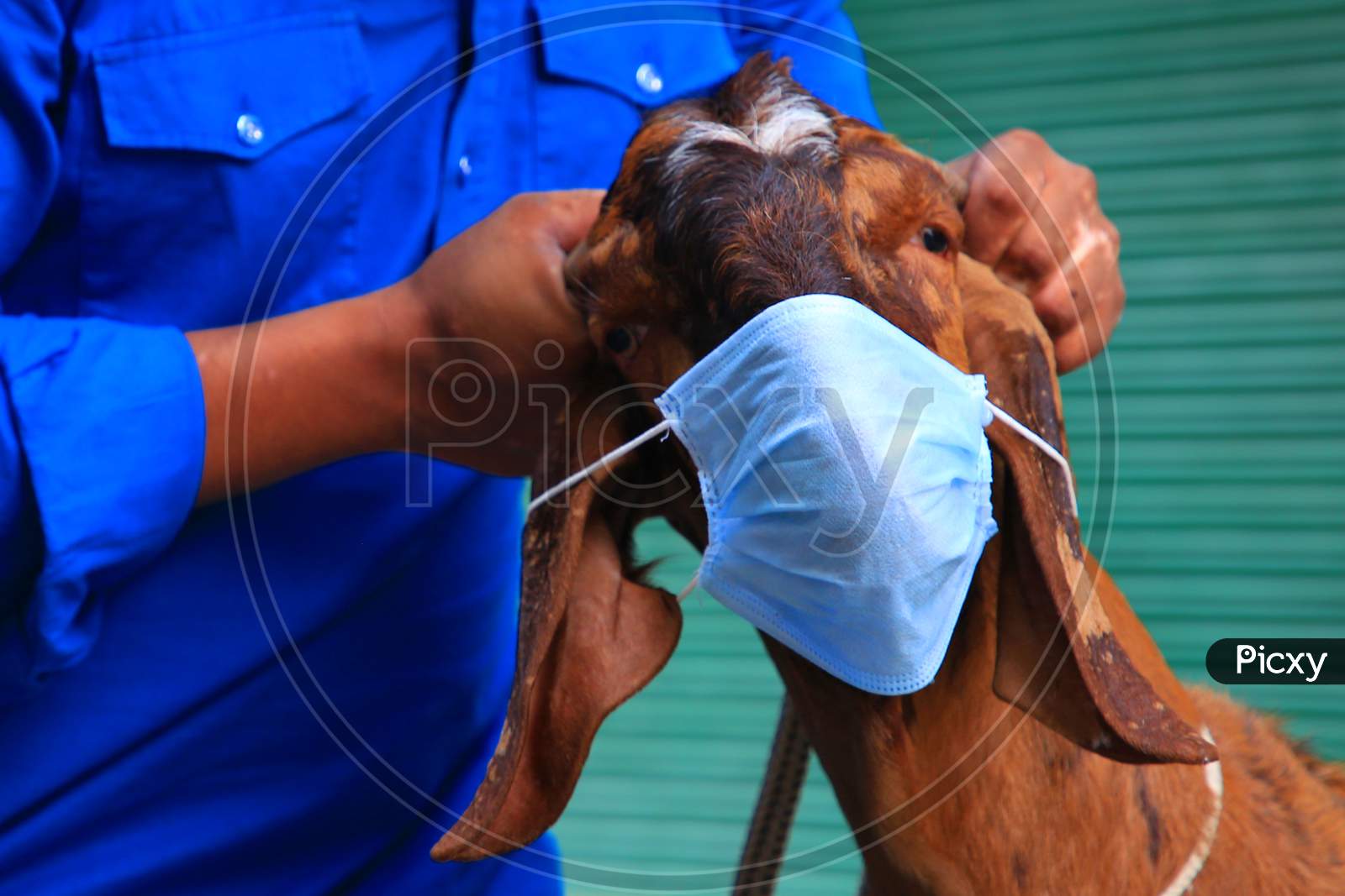 A Man Holds A Face Mask Against The Face Of A Goat During  Eid Al-Adha, The Feast Of Sacrifice Outside The Shrine Of Sufi Saint Khwaja Moinuddin Chishti In Ajmer, On August 1, 2020.