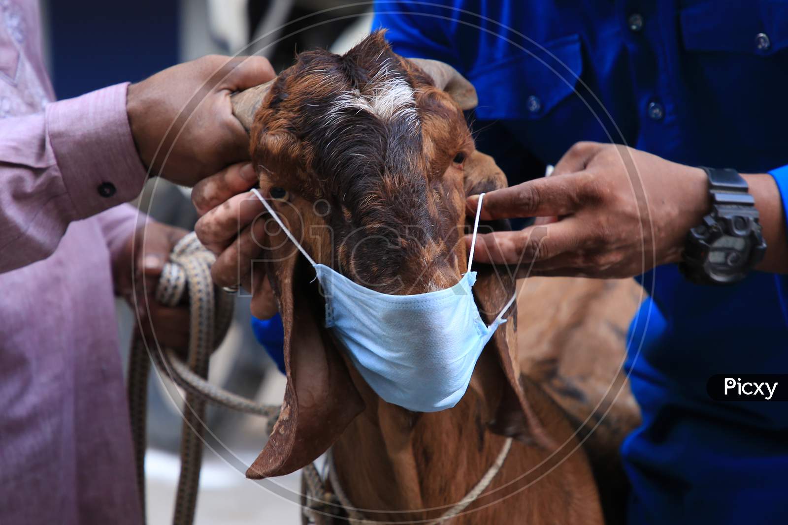 Men Hold A Face Mask Against The Face Of A Goat During  Eid Al-Adha, The Feast Of Sacrifice Outside The Shrine Of Sufi Saint Khwaja Moinuddin Chishti In Ajmer, On August 1, 2020.