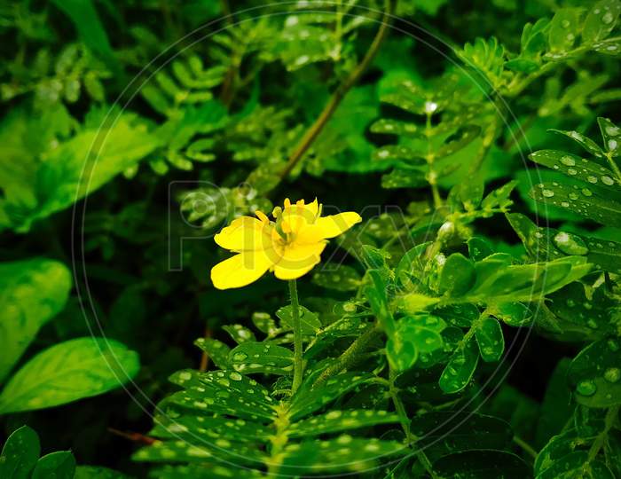 The beautiful yellow flower