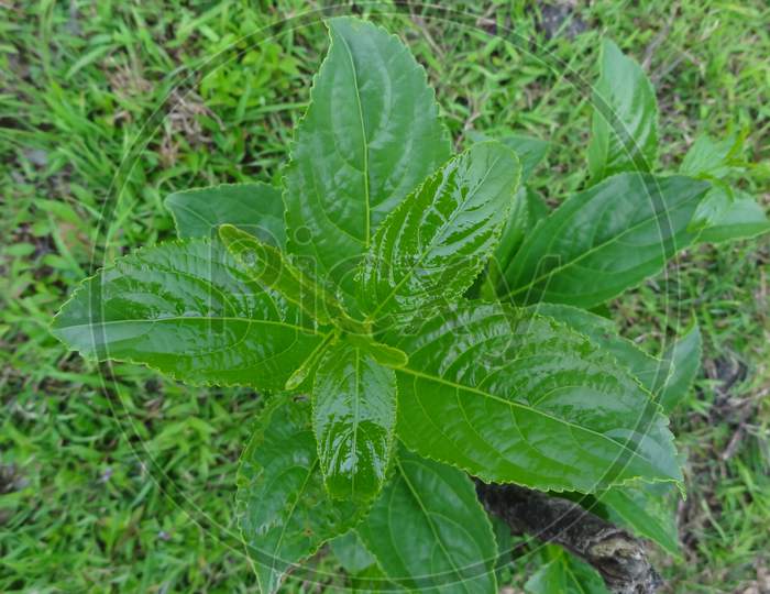 Herbaceous plant