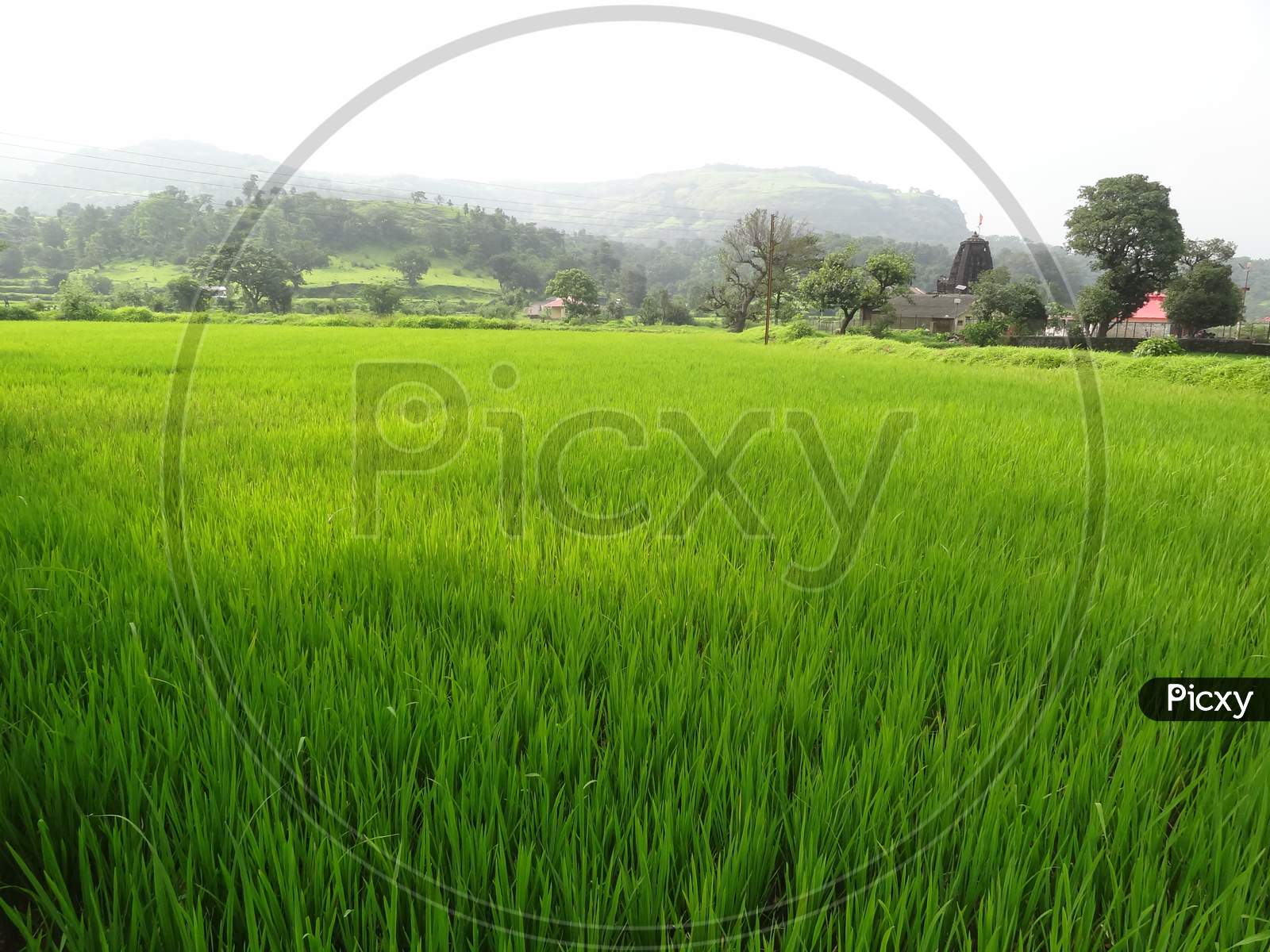 Paddy field with green grass