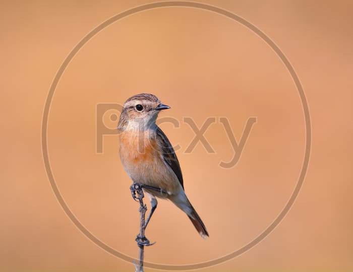 Siberian Stone Chat Sitting On A Edge Of Dry Branch