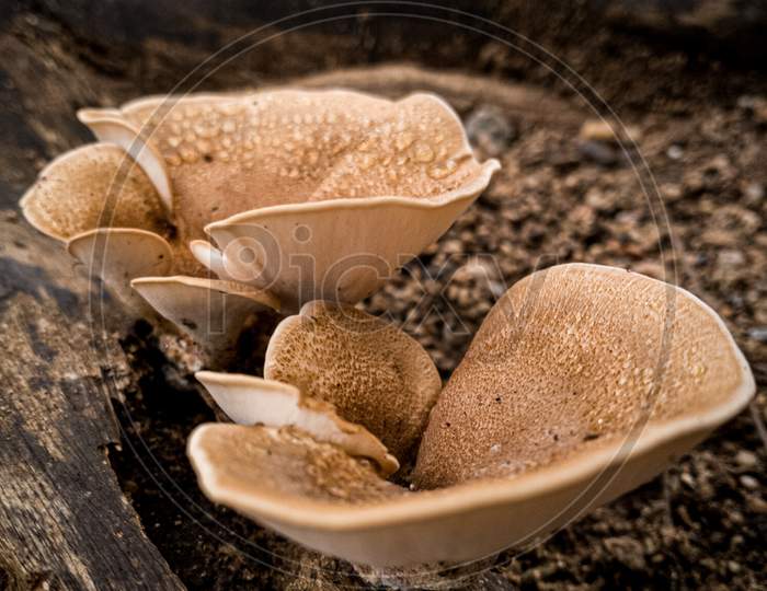 The love mushroom