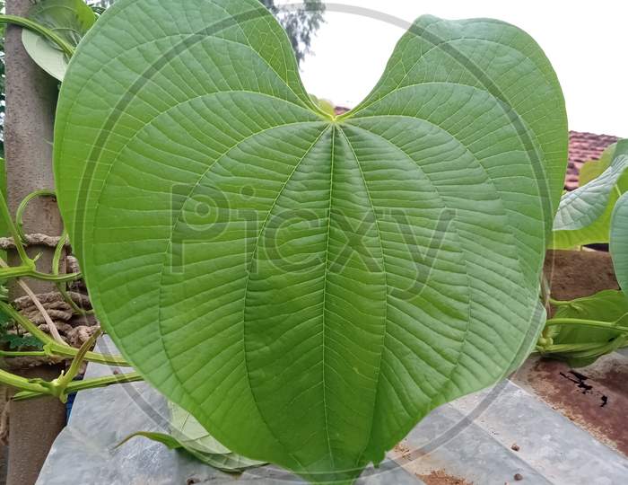 heart shape type leaf