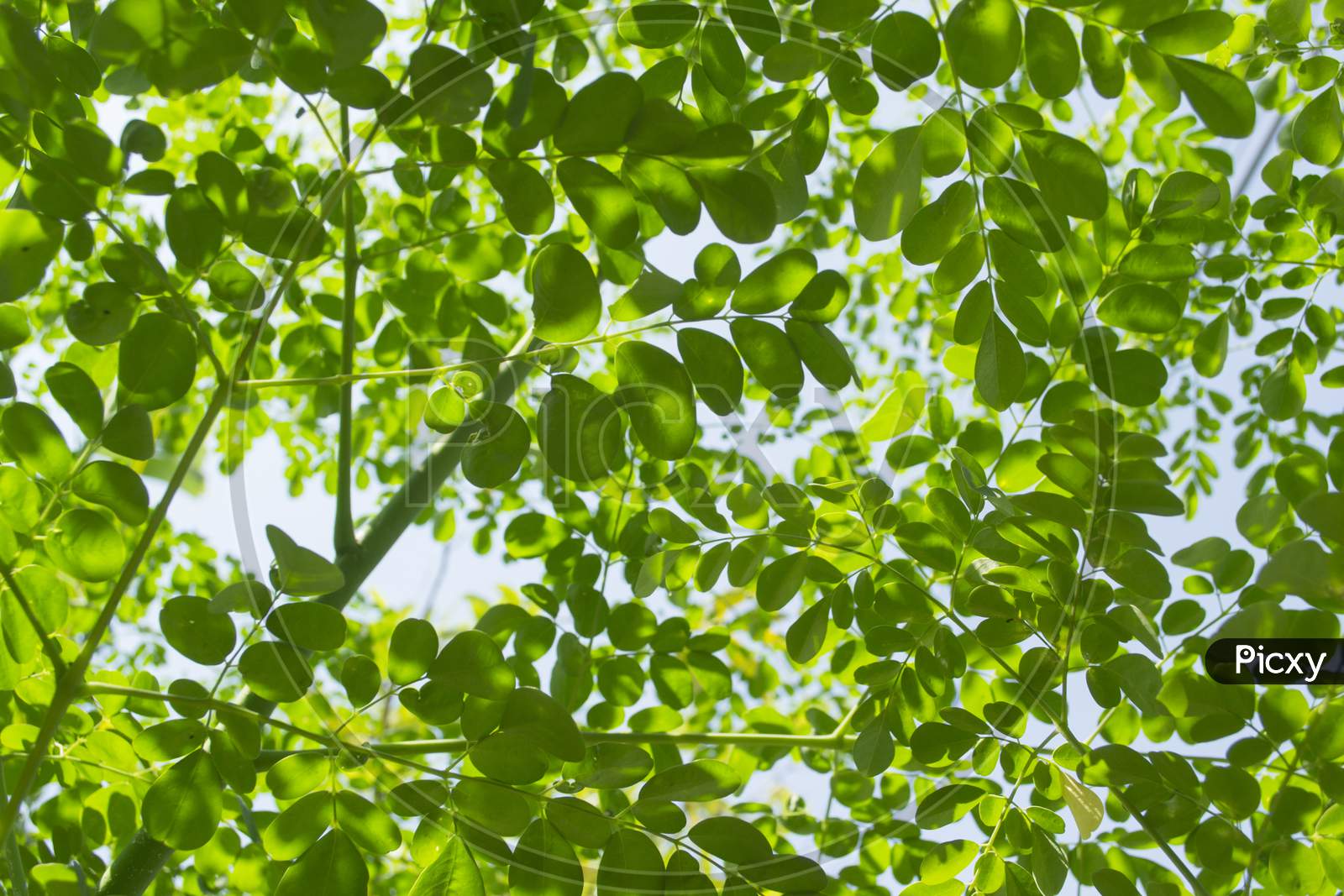 Many Leaves And Branches Of The Moringa Tree
