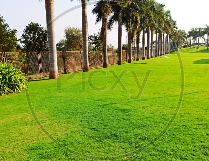 Coconut tree with green grass natural beauty