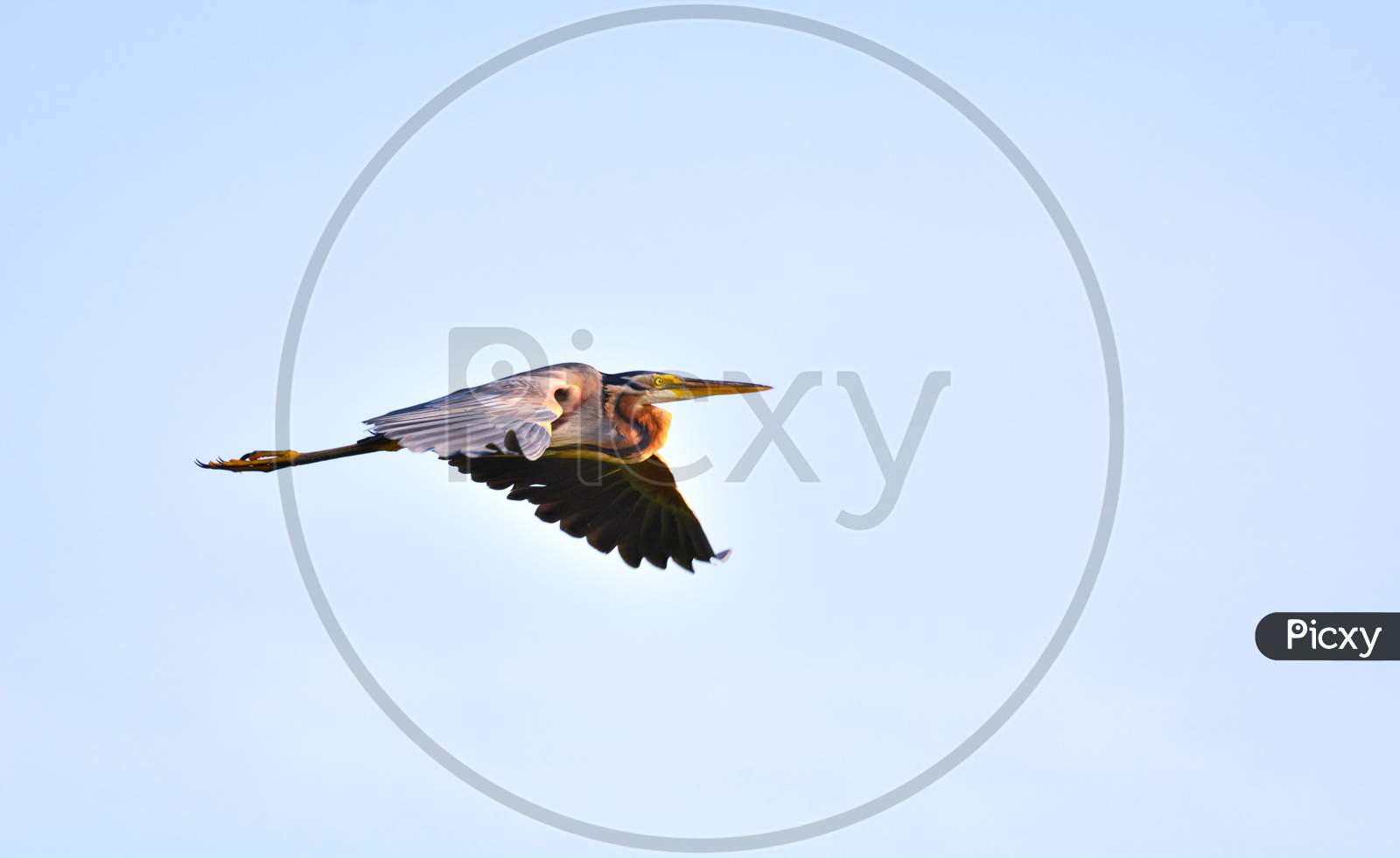 Purple Heron Flying High With Open Wings