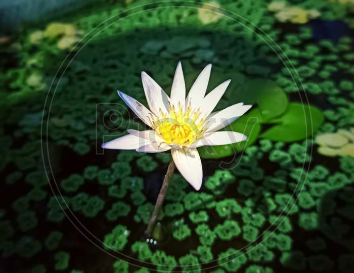 White lotus with green leaves in the pond.
