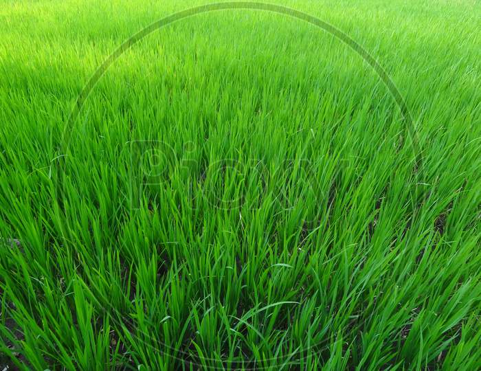 Paddy field with green grass